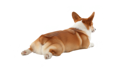 Lying Down Corgi Dog Back View on White Background
