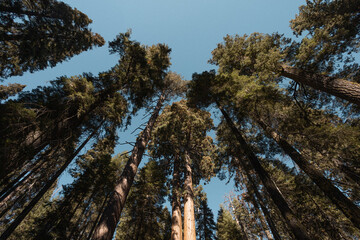 Upward view of tall trees forming a natural frame against a clear blue sky.