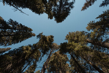 Upward view of tall trees forming a natural frame against a clear blue sky.