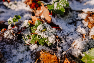 Green leaves peeking through a blanket of snow and fallen autumn leaves, creating a beautiful contrast in a winter landscape, showcasing nature's resilience and seasonal change
