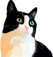 Cute cat. Pet. Portrait of a kitty.