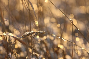 Dry golden grass at sunset