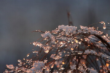 Reflection of an autumn sunset in ice floes on a dry field plant
