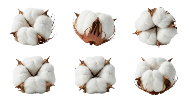 Cotton bolls on black background