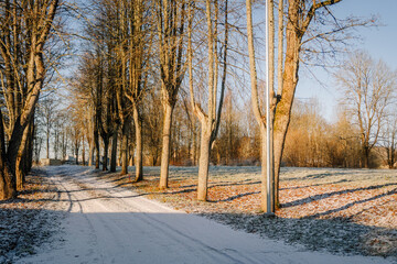 Fototapeta premium Snow-covered path winding through tall trees, with sunlight filtering through branches, creating a serene winter landscape, inviting exploration and tranquility in nature's beauty