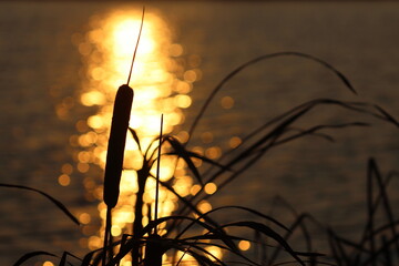 Typha angustifolia against the backdrop of a sunset reflected in the river water