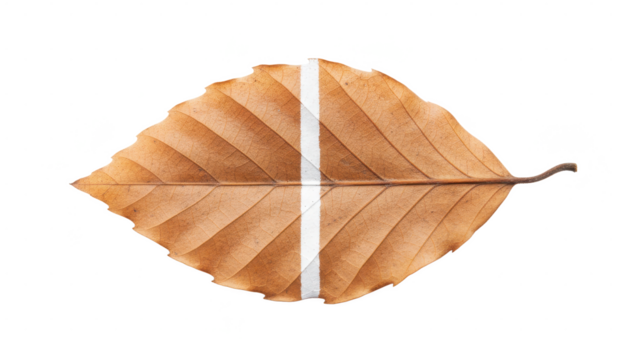 Autumn Beech Leaf With White Stripe on White Backdrop, Top View