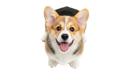 Corgi puppy looking up