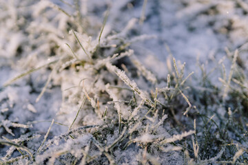 Frost-covered grass blades glisten in the soft morning light, creating a serene winter landscape, showcasing nature's beauty and the tranquility of a snowy environment