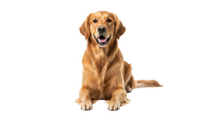 Golden retriever laying down