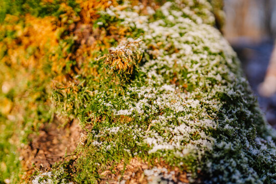Close-up view of vibrant green moss and delicate snowflakes covering a tree trunk, showcasing the beauty of nature in winter, highlighting textures and colors in a serene environment
