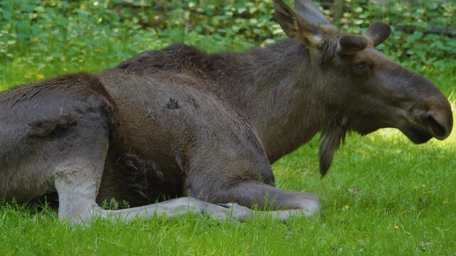 Close up of Elk, moose head in the forest ona sunny spring day looking around