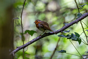 Adult European Robin (Erithacus rubecula) Garden & Woodland Dweller in Ireland