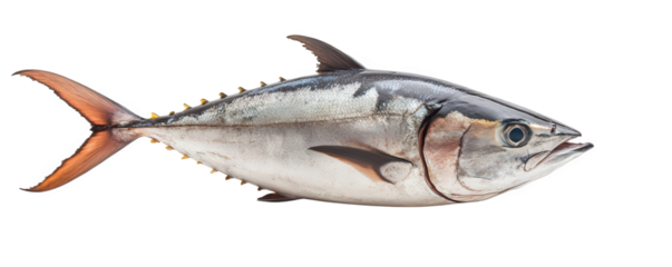 Fresh tuna isolated on transparent background, showcasing its sleek silver body, vibrant orange tail, and streamlined form, highlighting its adaptability to ocean life