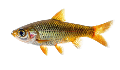 A radiant barb fish isolated on transparent background, displaying its golden scales and vibrant orange fins, creating a captivating aquatic spectacle with its elegance