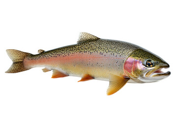 Rainbow trout isolated on transparent background, a popular game fish known for its vibrant colors and fighting spirit, often found in clear, cold freshwater streams