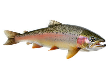 Rainbow trout isolated on transparent background, a popular game fish known for its vibrant colors and fighting spirit, often found in clear, cold freshwater streams