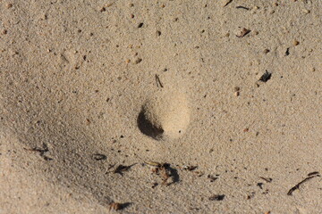 Antlion insect in sand, sand texture background. Macro shot