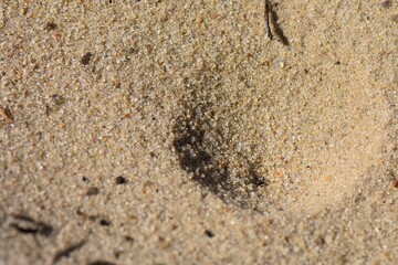 Antlion insect in sand, sand texture background. Macro shot