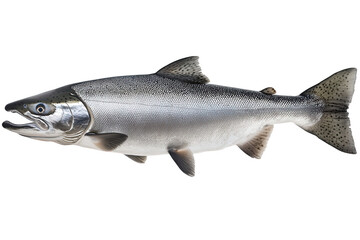 A captivating closeup of a fresh salmon, isolated on transparent background, showcasing its silvery scales and streamlined body, a symbol of aquatic grace and culinary delight