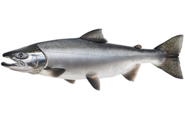 A captivating closeup of a fresh salmon, isolated on transparent background, showcasing its silvery scales and streamlined body, a symbol of aquatic grace and culinary delight