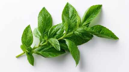 Obraz premium Fresh basil sprig with dewdrops isolated on white background for culinary, herbal, natural, ingredient, green