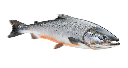 Naklejka premium A closeup of a wild salmon, isolated on transparent background, showcasing its vibrant colors and streamlined body, a symbol of the beauty and abundance of the natural world