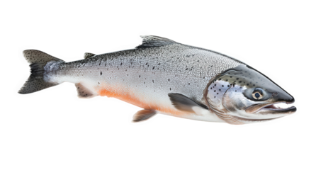 A closeup of a wild salmon, isolated on transparent background, showcasing its vibrant colors and streamlined body, a symbol of the beauty and abundance of the natural world