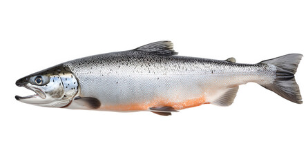 Obraz premium A vibrant image of a wild salmon, isolated on transparent background, displaying its sleek form and silvery scales, a testament to the beauty and bounty of natures resources