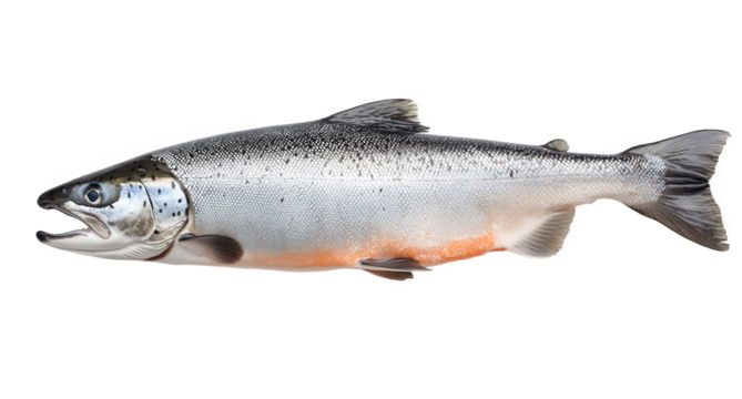 A vibrant image of a wild salmon, isolated on transparent background, displaying its sleek form and silvery scales, a testament to the beauty and bounty of natures resources
