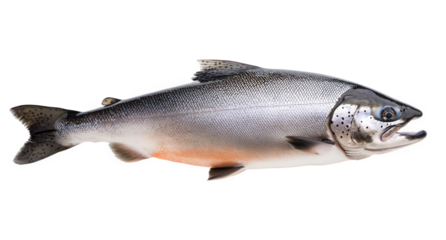 Freshwater salmon isolated on transparent background, showcasing its sleek silver body, speckled pattern, and open mouth, ready to be prepared for a delicious meal