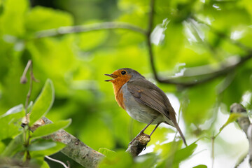 Adult European Robin (Erithacus rubecula) Garden & Woodland Dweller in Ireland