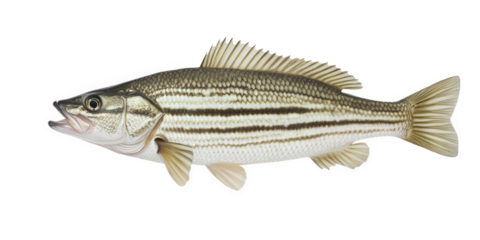 Stripped bass isolated on transparent background, a species of rayfinned fish found primarily along the atlantic coast, known for its distinctive stripes and flavor