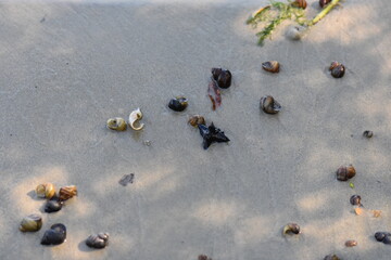 seashell on the beach with sand in the background, shallow depth of field