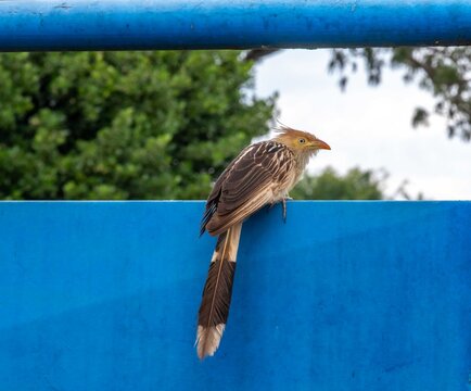 Guira Cuckoo Bird Perched on a Vibrant Blue Wall
