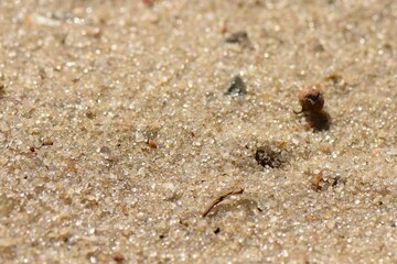 Antlion insect in sand, sand texture background. Macro shot