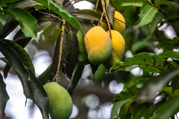 Abundant Ripe and Unripe Mangoes Hanging from a Lush Green Tree