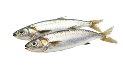 Two fresh sardines isolated on transparent background, showcasing their silvery scales and streamlined bodies, perfect for culinary or educational purposes