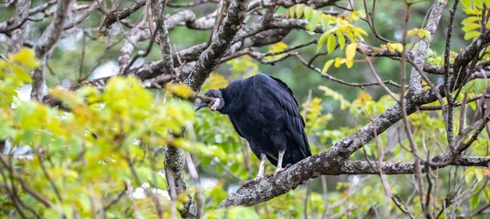 Black Vulture Perched on a Tree Branch in Lush Green Foliage