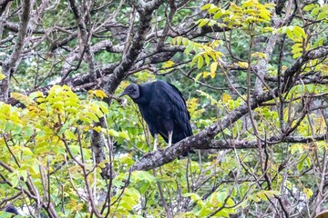 Black Vulture Perched on a Tree Branch in Lush Green Foliage