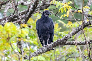 Black Vulture Perched on a Tree Branch in Lush Green Foliage