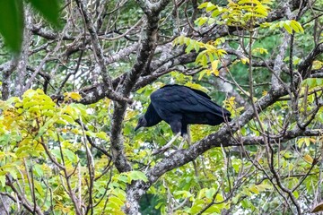Black Vulture Perched on a Tree Branch in Lush Green Foliage