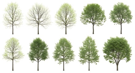 Fototapeta premium Deciduous trees in different seasonal stages on white background