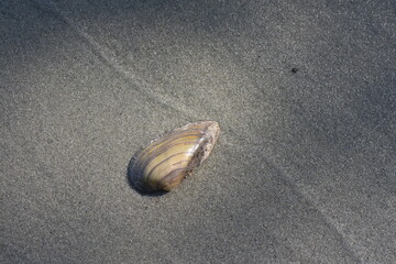 seashell on the beach with sand in the background, shallow depth of field