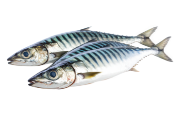 Two fresh mackerel fish isolated on transparent background, displaying their iridescent skin and sleek bodies, ready to be prepared for a delicious meal