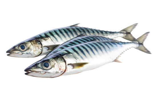 Two fresh mackerel fish isolated on transparent background, displaying their iridescent skin and sleek bodies, ready to be prepared for a delicious meal