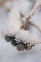 Chokeberry in snow and frost in winter