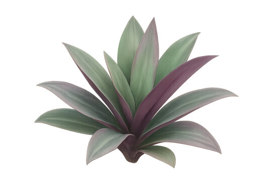 Rhoeo spathacea houseplant with green and purple leaves on a transparent background, tropical botanical garden element