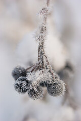Chokeberry in snow and frost in winter