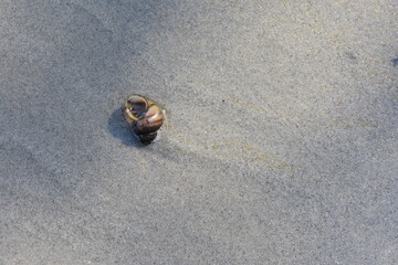 seashell on the beach with sand in the background, shallow depth of field